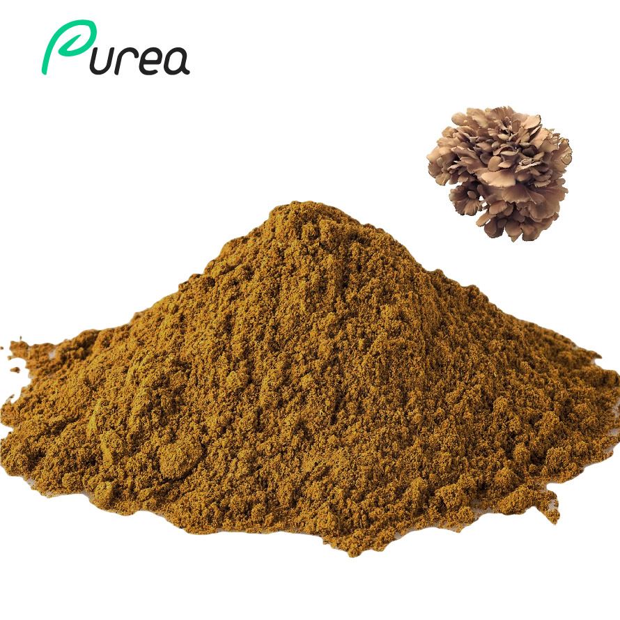Bột chiết xuất Maitake